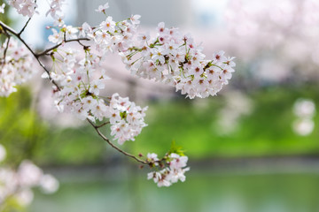 Cherry Blossom with nature background.