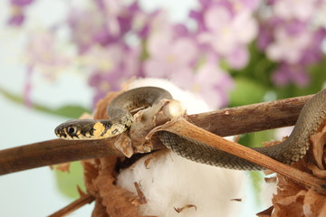 Grass snake (Natrix natrix) 
