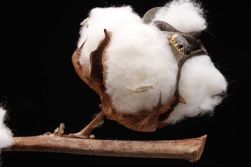 Grass snake (Natrix natrix) 