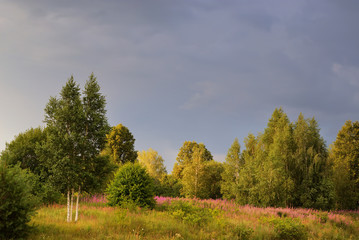 A path through a field full of flowers in spring