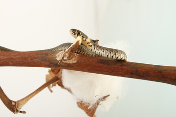 Grass snake (Natrix natrix)