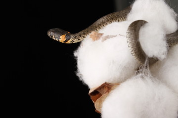 Grass snake (Natrix natrix)