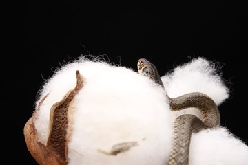 Fototapeta premium Grass snake (Natrix natrix)