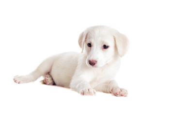 white puppy watching