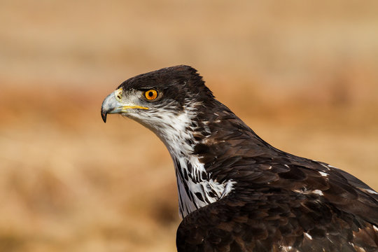 portrait of bird of prey