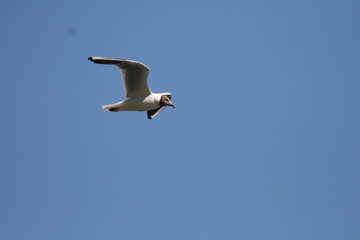 Птица белая трясогузка сидит на ветке на зеленом фоне