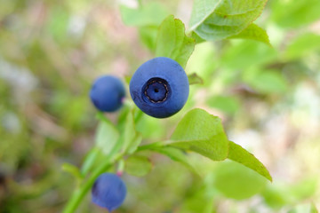 Berry blueberries macro in the forest. Wild edible berries. Blueberry to improve vision. Vitamins in natural form in nature. Picking berries in the summer. In medicine uses the berries and leaves. 