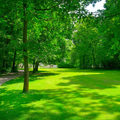 Fototapeta na wymiar Beautiful clearing in park