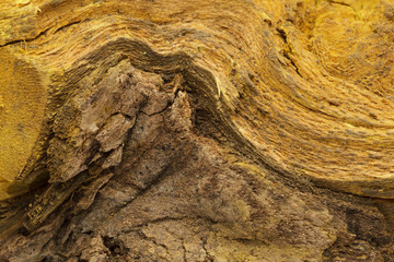 Bark of Indian Barberry or Tree Turmeric (Berberis aristata). Macro close up background texture. Top view.