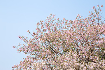 Pink Pantip blossom flowers on the tree.