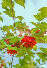 Bunches of red viburnum on the bush
