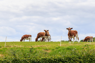 Fototapeta na wymiar LYTHE, ENGLAND - JULY 12: Herd of cows (believed to be Ayrshire cows) in a farm field. In Lythe, North Yorkshire, England. On 12th July 2016.