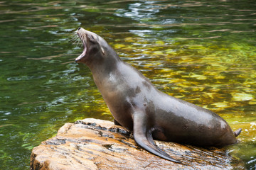 Naklejka premium Sea lion, Berlin zoo, Germany