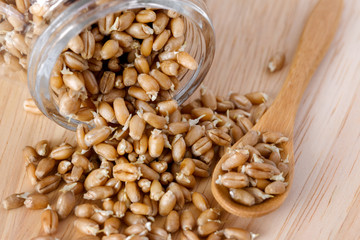 wheat germ in a glass jar on the wooden background with a wooden spoon lying diagonally upwards - 115854904