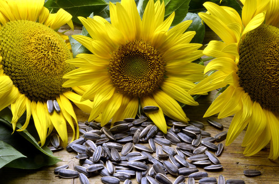 နေကြာ Helianthus annuus Farat e lulediellit Girasole Zonnebloem Girasol Tournesol Słonecznik zwyczajny ทานตะวัน Ay&ccedil;i&ccedil;eği सूरजमुखी Suncokret Sunflower 向日葵 Gira-sol دوار الشمس 해바라기 Calom Solros