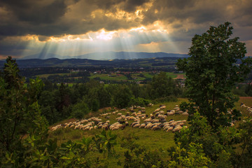 Sheep on a background of mountains and the sun penetrating through the clouds