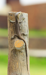 Portrait of a baby varan