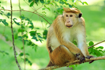 Portrait of male macaque.
