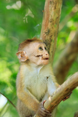 Portrait of male macaque