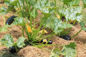 Zucchini  in organic permaculture  garden & mulch