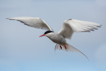Flying arctic tern (Sterna paradisae), Iceland - obrazy, fototapety, plakaty