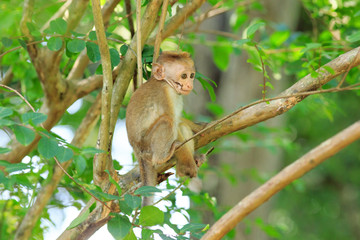 Portrait of male macaque