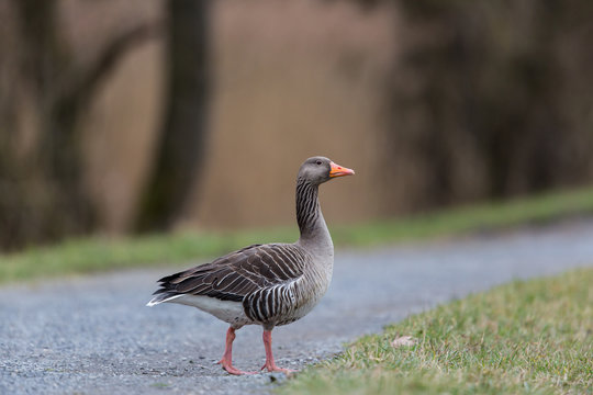 Portrait of grey goose (anser anser) crossing pathway