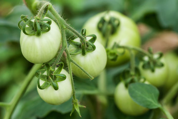 Branch of green underripe tomatoes in greenhouse