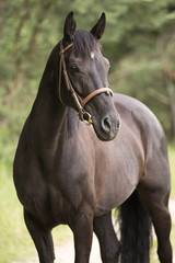 Portrait of a black mare