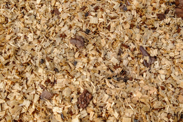 Background of fresh wood shavings. Texture of the shavings from cutting and sawing trees. Rudiment of billets of firewood in the forest.