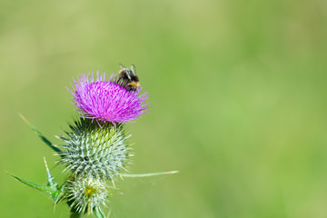 Bumblebee on blooming Purple Thistle