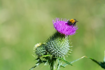 Bumblebee on top of Purple Thistle