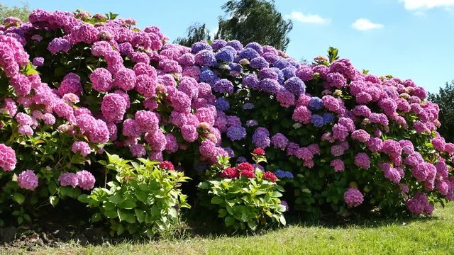  hortensia