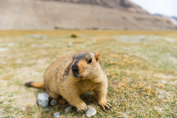 Marmot in Pangong, Leh Ladakh, India.