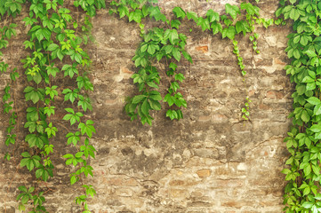 Green ivy creeper on brick wall