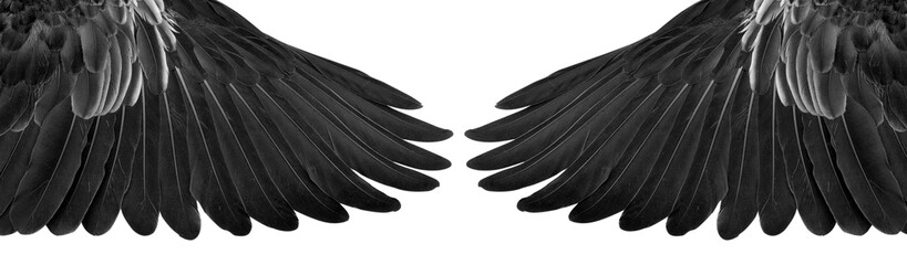 Wings isolated on white