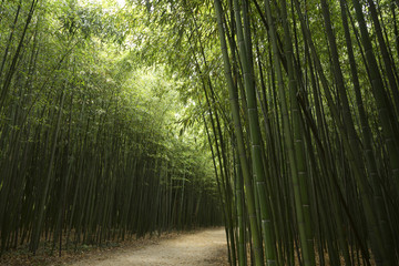 Fototapeta na wymiar Bambous