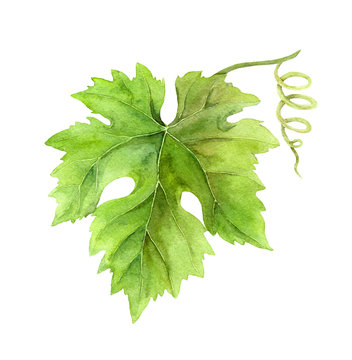 Grape leaf of vine with scroll. Watercolor