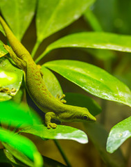 Kleiner grüner Gecko