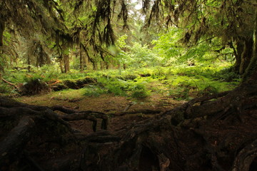 Hoh Rain Forest