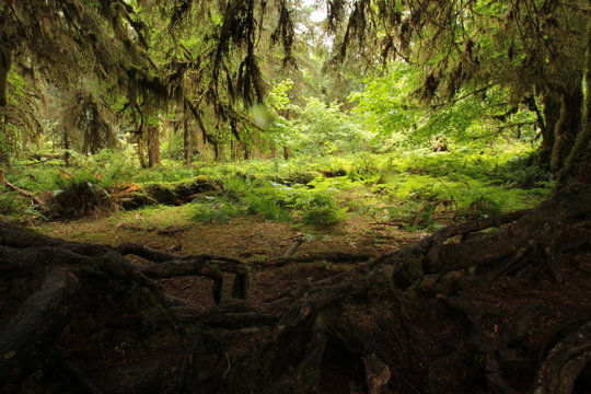 Hoh Rain Forest