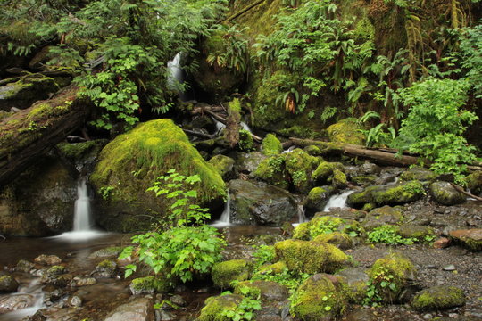 Regenwald bei Quinault