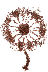 dandelion shape made of coffee beans over white background.