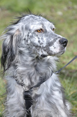 Fototapeta premium Portrait of a grey dog