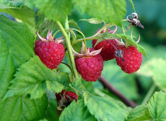 Himbeeren
