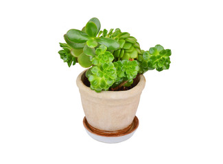 Succulent plant sempervivum and Crassula