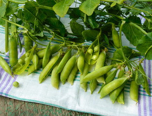 Green freshly picked pea pods and stems.
