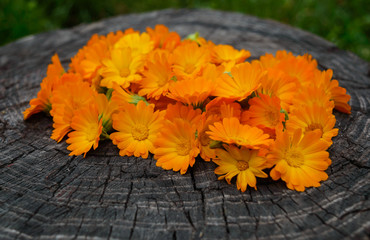 Naklejka na ściany i meble Marigold flowers on a wooden stump. Medicinal plant