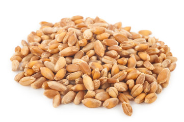 wheat grain