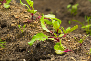 Beet sprout